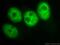 Histone Deacetylase 1 antibody, 10197-1-AP, Proteintech Group, Immunofluorescence image 