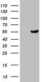 Zinc Finger Protein 35 antibody, TA807059, Origene, Western Blot image 