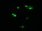 Host Cell Factor C2 antibody, LS-C174236, Lifespan Biosciences, Immunofluorescence image 