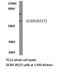 Glucokinase regulatory protein antibody, LS-C176813, Lifespan Biosciences, Western Blot image 