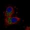 Unc-80 Homolog, NALCN Channel Complex Subunit antibody, PA5-59988, Invitrogen Antibodies, Immunofluorescence image 