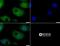 Mucin 4, Cell Surface Associated antibody, NBP1-52193, Novus Biologicals, Immunocytochemistry image 
