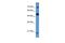 Rho GTPase Activating Protein 36 antibody, GTX45706, GeneTex, Western Blot image 