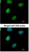 Inositol-Tetrakisphosphate 1-Kinase antibody, NBP1-32678, Novus Biologicals, Immunocytochemistry image 