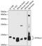 Dynein Light Chain LC8-Type 2 antibody, 15-250, ProSci, Western Blot image 