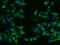 Protein linking IAP with cytoskeleton 2 antibody, GTX02181, GeneTex, Immunocytochemistry image 