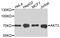 AKT Serine/Threonine Kinase 2 antibody, abx125412, Abbexa, Western Blot image 