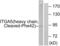 Integrin Subunit Alpha 5 antibody, GTX86905, GeneTex, Western Blot image 