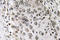 Annexin A3 antibody, LS-C291662, Lifespan Biosciences, Immunohistochemistry frozen image 
