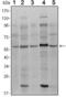 SMAD Family Member 4 antibody, MA5-15682, Invitrogen Antibodies, Western Blot image 