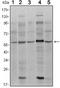 SMAD Family Member 4 antibody, MA5-15682, Invitrogen Antibodies, Western Blot image 