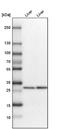 Ketohexokinase antibody, NBP1-85790, Novus Biologicals, Western Blot image 
