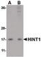 Histidine Triad Nucleotide Binding Protein 1 antibody, PA5-20613, Invitrogen Antibodies, Western Blot image 