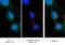 Kinesin Family Member 17 antibody, 14615-1-AP, Proteintech Group, Immunofluorescence image 