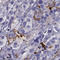 G Protein-Coupled Receptor 50 antibody, HPA049862, Atlas Antibodies, Immunohistochemistry frozen image 