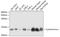 Cytochrome C, Somatic antibody, 14-986, ProSci, Western Blot image 