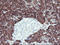 Carboxypeptidase A2 antibody, LS-C173899, Lifespan Biosciences, Immunohistochemistry paraffin image 
