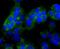 N-Myc Downstream Regulated 1 antibody, NBP2-66969, Novus Biologicals, Immunocytochemistry image 