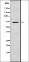 Cell Division Cycle 16 antibody, orb378256, Biorbyt, Western Blot image 