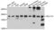 SEC11 Homolog A, Signal Peptidase Complex Subunit antibody, PA5-76515, Invitrogen Antibodies, Western Blot image 