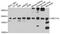 SEC11 Homolog A, Signal Peptidase Complex Subunit antibody, PA5-76515, Invitrogen Antibodies, Western Blot image 