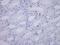 Lipocalin 2 antibody, NBP2-41364, Novus Biologicals, Immunohistochemistry frozen image 