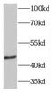 Transmembrane Protein With EGF Like And Two Follistatin Like Domains 2 antibody, FNab08742, FineTest, Western Blot image 