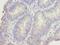 DNA Damage Inducible 1 Homolog 2 antibody, LS-C399190, Lifespan Biosciences, Immunohistochemistry frozen image 