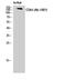 CD45 antibody, A00555, Boster Biological Technology, Western Blot image 