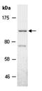Lysine Demethylase 4A antibody, orb66988, Biorbyt, Western Blot image 