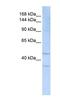 Sialic Acid Binding Ig Like Lectin 7 antibody, NBP1-59244, Novus Biologicals, Western Blot image 