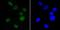 EWS RNA Binding Protein 1 antibody, NBP2-80458, Novus Biologicals, Immunocytochemistry image 