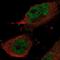 RNA Exonuclease 1 Homolog antibody, NBP1-84863, Novus Biologicals, Immunofluorescence image 