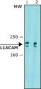 MIC5 antibody, GTX40148, GeneTex, Western Blot image 