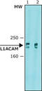 L1 Cell Adhesion Molecule antibody, GTX40148, GeneTex, Western Blot image 