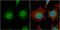 Rho Guanine Nucleotide Exchange Factor 3 antibody, GTX116114, GeneTex, Immunocytochemistry image 