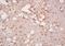 Histone Deacetylase 5 antibody, orb157458, Biorbyt, Immunohistochemistry paraffin image 