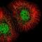 Mediator Complex Subunit 23 antibody, NBP2-56372, Novus Biologicals, Immunocytochemistry image 