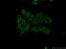 Spi-1 Proto-Oncogene antibody, 55100-1-AP, Proteintech Group, Immunofluorescence image 