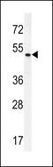 MSS51 Mitochondrial Translational Activator antibody, 55-941, ProSci, Western Blot image 