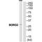 CDC42 Effector Protein 3 antibody, PA5-50002, Invitrogen Antibodies, Western Blot image 