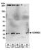 COMM Domain Containing 3 antibody, A304-092A, Bethyl Labs, Western Blot image 