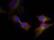 Heat Shock Protein Family B (Small) Member 1 antibody, GTX50276, GeneTex, Immunofluorescence image 