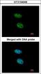 Phosphoribosyl Pyrophosphate Synthetase 2 antibody, LS-C185584, Lifespan Biosciences, Immunocytochemistry image 