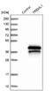 Triggering Receptor Expressed On Myeloid Cells Like 1 antibody, NBP1-84234, Novus Biologicals, Western Blot image 