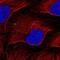KiSS-1 Metastasis Suppressor antibody, NBP2-34010, Novus Biologicals, Immunofluorescence image 