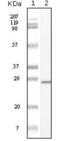 c-Kit antibody, abx010475, Abbexa, Enzyme Linked Immunosorbent Assay image 