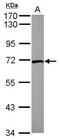 Lamin B2 antibody, GTX110309, GeneTex, Western Blot image 