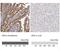 Adenosine Deaminase antibody, NBP1-90361, Novus Biologicals, Immunohistochemistry frozen image 