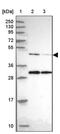 Actin Related Protein 3 antibody, PA5-62459, Invitrogen Antibodies, Western Blot image 